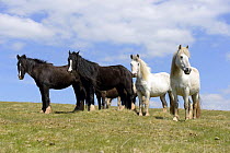 Two Black Gypsy Cobs and two Welsh Ponies (Equus caballus), Cefn Hill, Herefordshire, England, May.