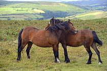 Welsh Ponies (Equus caballus) engaged in mutual grooming, Llanbedr Hill, Powys, Wales, August.