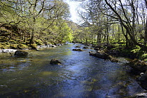 River Wye near Pont Marteg passing through Sessile Oak (Quercus petrea) woodland, Rhadnorshire, Wales, April 2013.