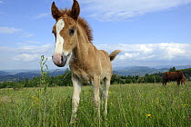 Hutsul foal (Equus caballus) in flower-rich pasture in the foothills of the Carpathian Mountains, Transcarpathia, Ukraine, June 2013.