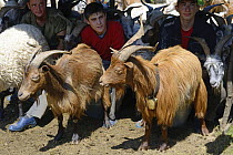 Shepherd boys milking goats (Capra hircus) in the Carpathian Mountains, Transcarpathia, Ukraine, July 2013.
