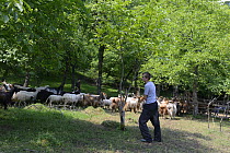 Shepherd herding Goats (Capra hircus) into pen for milking, Carpathian Mountains, Ukraine,  July 2013.