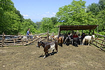 Shepherd boys milking Goats (Capra hircus) in the Carpathian Mountains, Transcarpathia, Ukraine, July 2013.