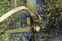 Water Vole (Arvicola terrestris) feeding signs with gnawed base of Bulrush (Typha latifolia), Kent, England, June.