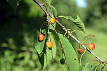 Wild Cherries (Prunus avium) Herefordshire, England, UK, June.