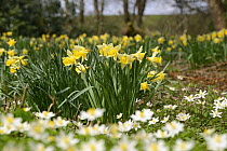 Wild Daffodils (Narcissus pseudonarcissus) and Wood Anemones (Anemone nemorosa), ancient woodland, Herefordshire, England, UK, April.