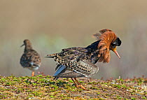 Territorial male Ruff (Philomachus pugnax) displaying to a female (Reeve) at the lek. Varanger, Finmark, Norway, May.