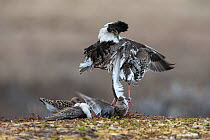 Satellite male Ruffs (Philomachus pugnax) fighting in display at the lek, almost trampling one of the visiting females (Reeves) in the process. Varanger, Finmark, Norway, May.