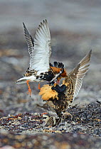 Territorial male Ruffs (Philomachus pugnax) fighting in display at their feeding grounds on the beach.Varanger, Finmark, Norway, May.