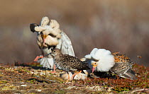 Female (Reeve) surrounded by a group of three displaying satellite male Ruffs (Philomachus pugnax) at their lek. Varanger, Finmark, Norway, May.