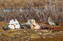 Female (Reeve) surrounded by a group of three displaying satellite male Ruffs (Philomachus pugnax) at their lek. Varanger, Finmark, Norway, May.