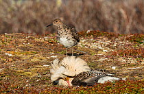 Reeve or female Ruff (Philomachus pugnax) watching a prostrate displaying satellite male at the lek. Varanger, Finmark, Norway, May.
