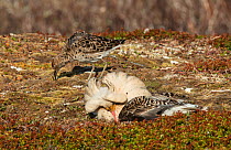 Reeve or female Ruff (Philomachus pugnax) pretend feeding whilst studying a prostrate displaying satellite males at the lek. Varanger, Finmark, Norway, May.