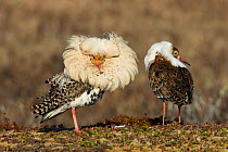 Two satellite male Ruffs (Philomachus pugnax) waiting for females (Reeves) to visit the lek. Varanger, Finmark, Norway, May.