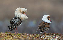 Two satellite male Ruffs (Philomachus pugnax) waiting for females (Reeves) to visit the lek. Varanger, Finmark, Norway, May.
