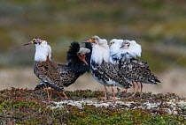 Five Ruffs (Philomachus pugnax) four satellite males and one territorial male waiting for females (Reeves) to visit the lek. Varanger, Finmark, Norway, May.
