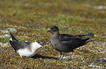 Male dark phase Arctic Skua (Stercorarius parasiticus) courtship feeding light phase female. Varanger, Finmark, Norway, May.
