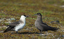 Pair of Arctic Skuas (Stercorarius parasiticus) dark phase male and light phase female. Varanger, Finmark, Norway