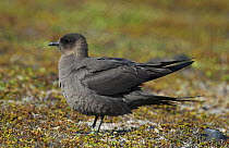 Dark phase male Arctic Skua (Sterocorarius parasiticus) shuffling feathers after preening. Varanger, Finmark, Norway, May.
