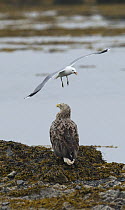 Juvenile White-tailed Eagle (Haliaeetus albicilla) being dive-bombed by a Common Gull (Larus canus) Varanger shore, Finmark, Norway, June.