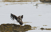 Juvenile White-tailed Eagle (Haliaeetus albicilla) being dive-bombed by a Common Gull (Larus canus) Varanger shore, Finmark, Norway, June.