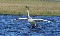 Whooper Swan (Cygnus cygnus) landing on a feeding lake, Varanger interior, Finmark, Norway, May.