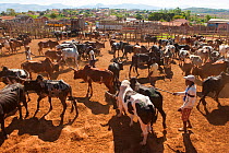 Zebu cattle (Bos indicus) market in Ambalavao, central Madagascar, November 2012.