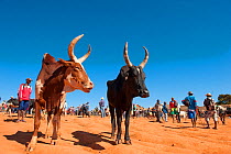 Zebu cattle (Bos indicus) market in Ambalavao, central Madagascar, November 2012.
