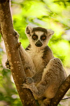 Ring-tailed lemur (Lemur catta)  Anja Private Reserrve, near Ambalavao, Central Madagascar.