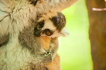 Ring-tailed lemur (Lemur catta) baby holding on to mother, Anja Private Reserve, near Ambalavao, Central Madagascar.