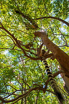 Ring-tailed lemur (Lemur catta) group in tree in Anja Private Reserve, near Ambalavao, Central Madagascar.