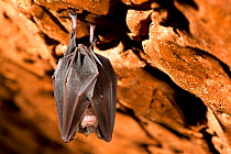Lesser Horseshoe Bat (Rinolophus hipposideros) hibernating in Forat de l'Or cave in Terradets Canyon, Pyrenees, Lleida, Catalonia, Spain, December