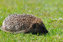 European hedgehog (Erinaceus europaeus) on grass, West Country Wilflife Photography Centre, captive, May.