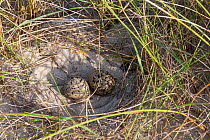 Eurasian oystercatcher (Haematopus ostralegus) nest with two eggs in the dunes of 'Uthorn' Nature Reserve, List, Island of Sylt, Wadden Sea National Park, UNESCO World Heritage Site, Germany, June.