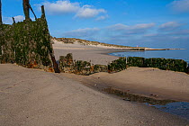 Lighthouse in the dunes of the 'Ellenbogen' (elbow), the northernmost place on the Island of Sylt and destroyed wave breakers. June, Island of Sylt, Wadden Sea National Park, UNESCO World Heritage Sit...