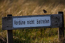 Meadow pipt (Anthus pratensis) perched on wooden sign post  saying Do not enter of the Wadden Sea National Park. Island of Sylt, Wadden Sea National Park, UNESCO World Heritage Site,  Germany, June.