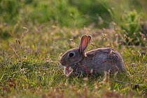Rabbit (Oryctolagus cuniculus) in the dunes at 'Lister Haken' on the Island of Sylt, Wadden Sea National Park, UNESCO World Heritage Site, Germany, June.