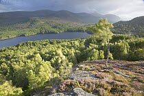 View over Rothiemurchus forest in late summer evening light, Cairngorms National Park, Scotland.
