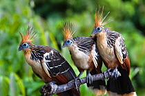 Hoatzins (Opisthocomus hoazin) perched in tropical rainforest, Tambopata Reserve, Peru, South America.