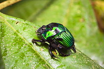 Iridescent green Dung Beetle (Scarabidae) in rainforest at Tambopata river, Tambopata National Reserve, Peru, South America.