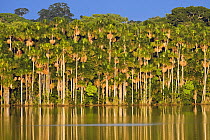Mauriti Palm Trees (Mauritia flexuosa) at Sandoval Lake, Tambopata National Reserve, Peru, South America.