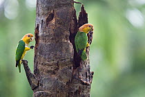 White-bellied Parrots (Pionites leucogaster xanthomeria) at tree hollow, in rainforest, Tambopata National Reserve, Peru, South America.