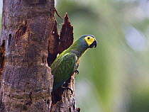 Red-bellied Macaw (Orthopsittaca manilata) in tree trunk, Tambopata National Reserve, Peru, South America.