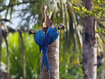 Blue-and-Yellow Macaws (Ara ararauna) on tree trunk, in tropical rainforest, Tambopata National Reserve, Peru, South America.