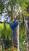 Blue-and-Yellow Macaws (Ara ararauna) on tree trunk, in tropical rainforest, Tambopata National Reserve, Peru, South America.