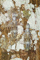 Lantern Bugs (Fulgora laternaria) camouflaged on tree trunk in rainforest at Tambopata river, Tambopata National Reserve, Peru, South America.