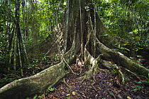 Rainforest tree with buttress roots, in the rainforest at Tambopata river, Tambopata National Reserve, Peru, South America.