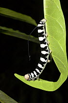 Caterpillar (Sphingidae) on leaf, tropical rainforest at Tambopata river, Tambopata National Reserve, Peru, South America.