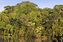 Tropical rainforest at Sandoval Lake, Tambopata National Reserve, Peru, South America.