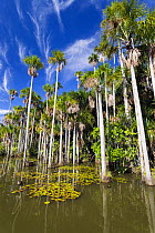 Mauriti Palm Trees (Mauritia flexuosa) at Sandoval Lake,  Tambopata National Reserve, Peru, South America.